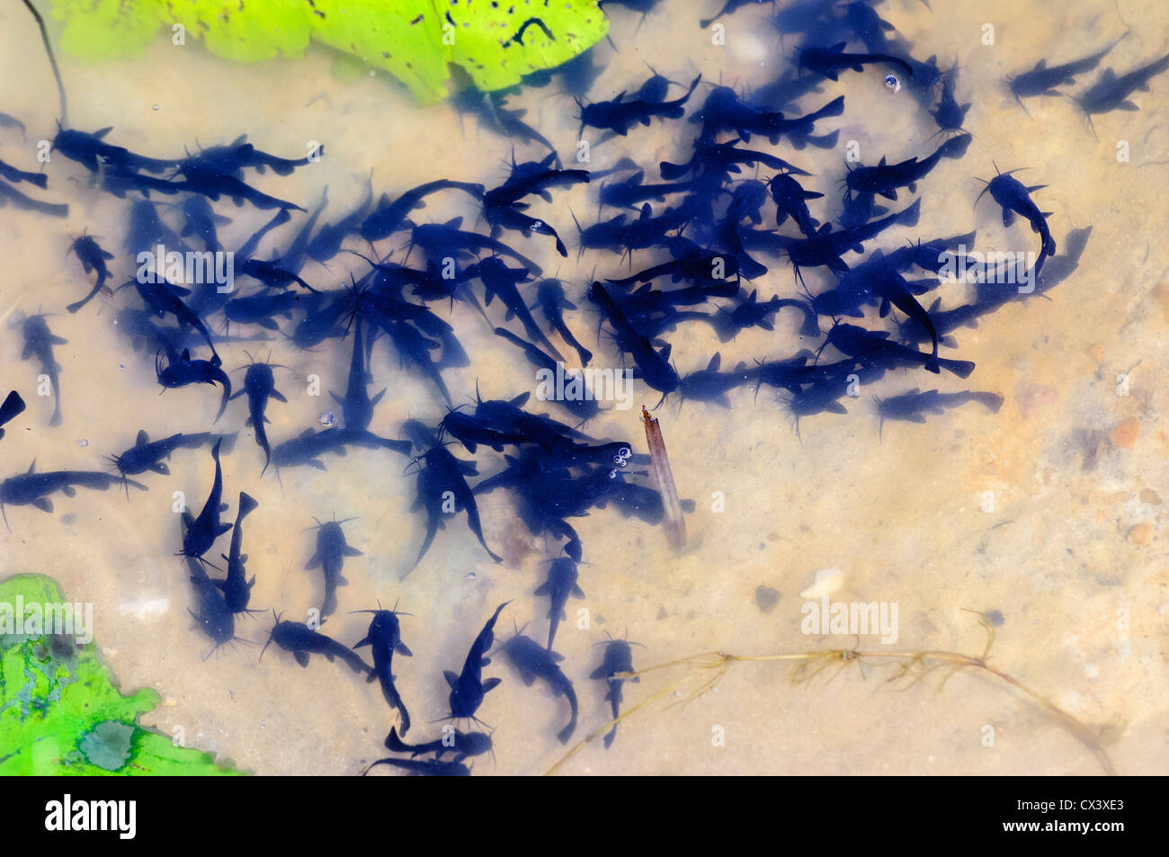 I pesci giovani sul bordo di un lago in Brenne Parco Nazionale vicino a Chalais, Francia - Etang de la Roche Chevreux Foto Stock