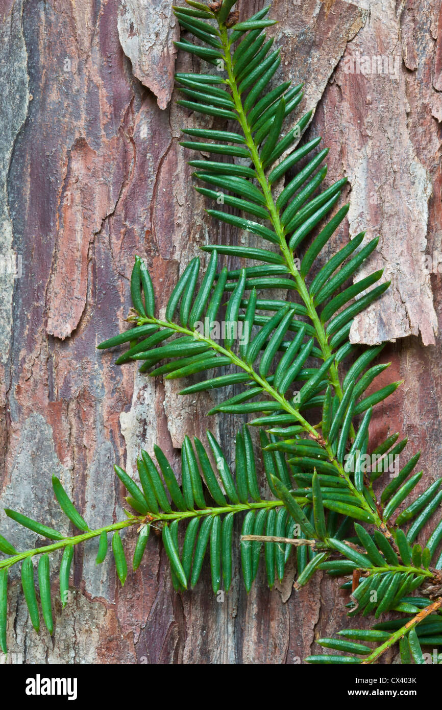 Pacific (occidentale) Yew ramo contro la corteccia 'Taxus brevifolia' Foto Stock