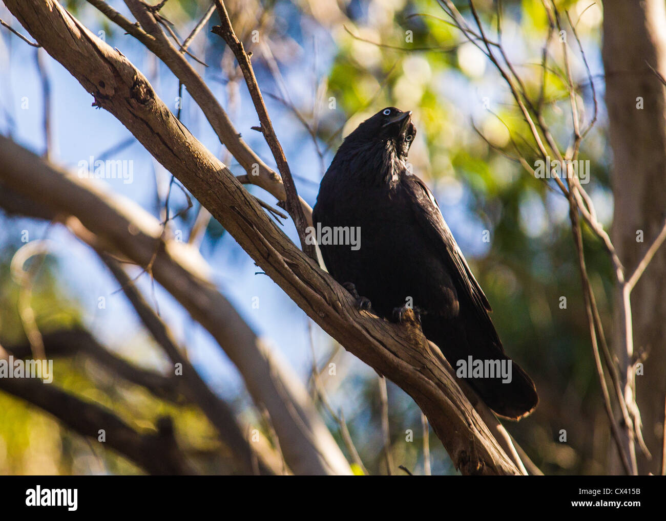 Australian Corvo Imperiale (Corvus coronoides) in un albero a Manly Dam Foto Stock