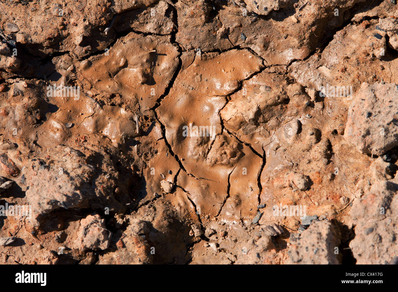 Fango essiccato in un cantiere ha una texture lucido che appare come il cioccolato al latte Foto Stock