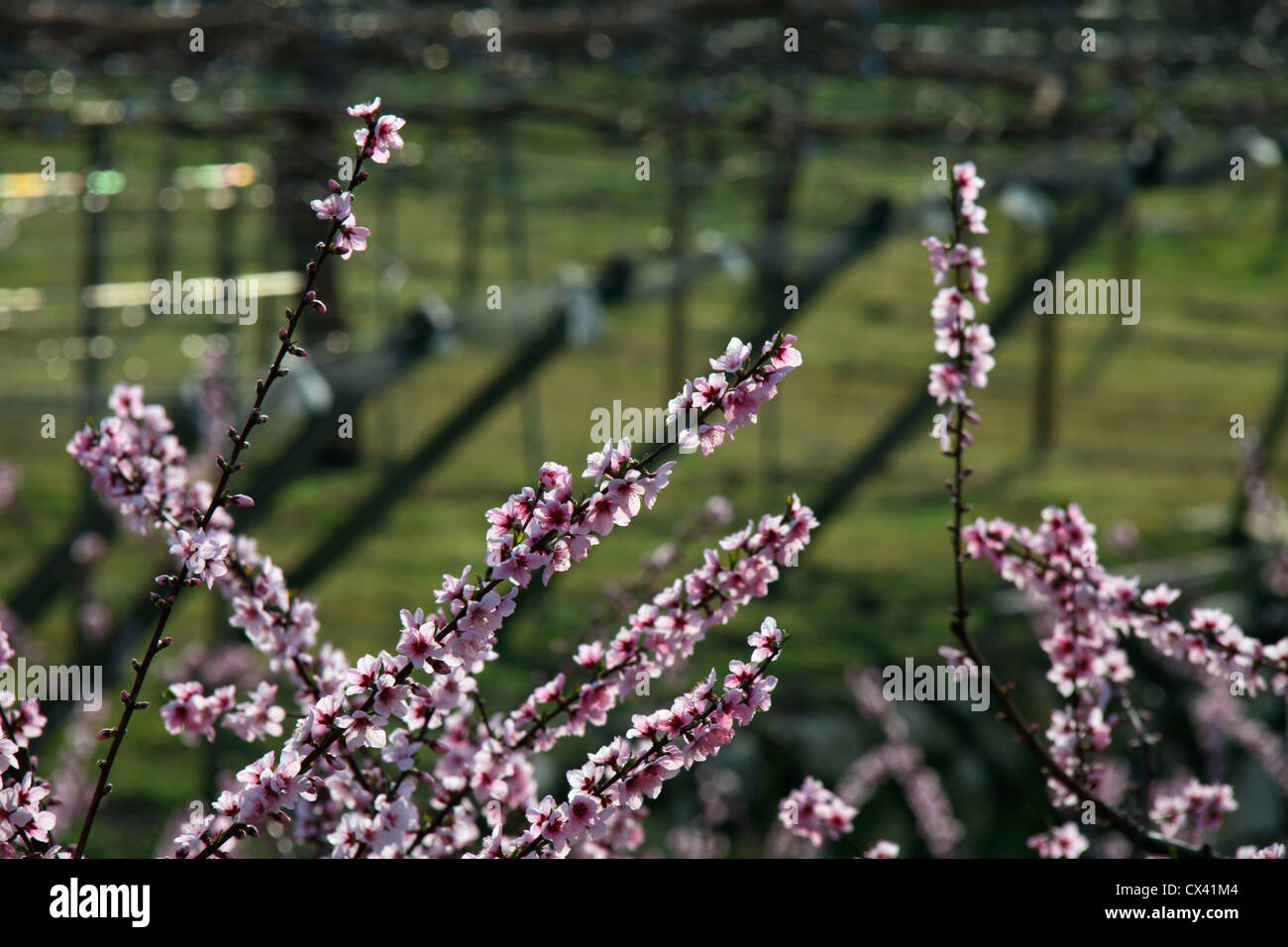 Albero di pesco in fiore Yamanashi Giappone Foto Stock