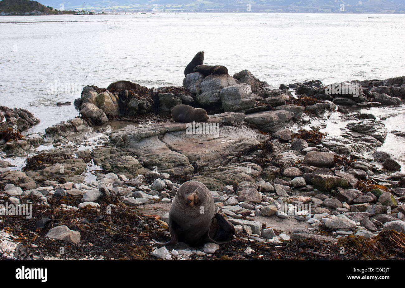Uno sguardo alla vita in Nuova Zelanda: Foche di pelliccia sulle rocce, sul mare (Kaikoura). Foto Stock