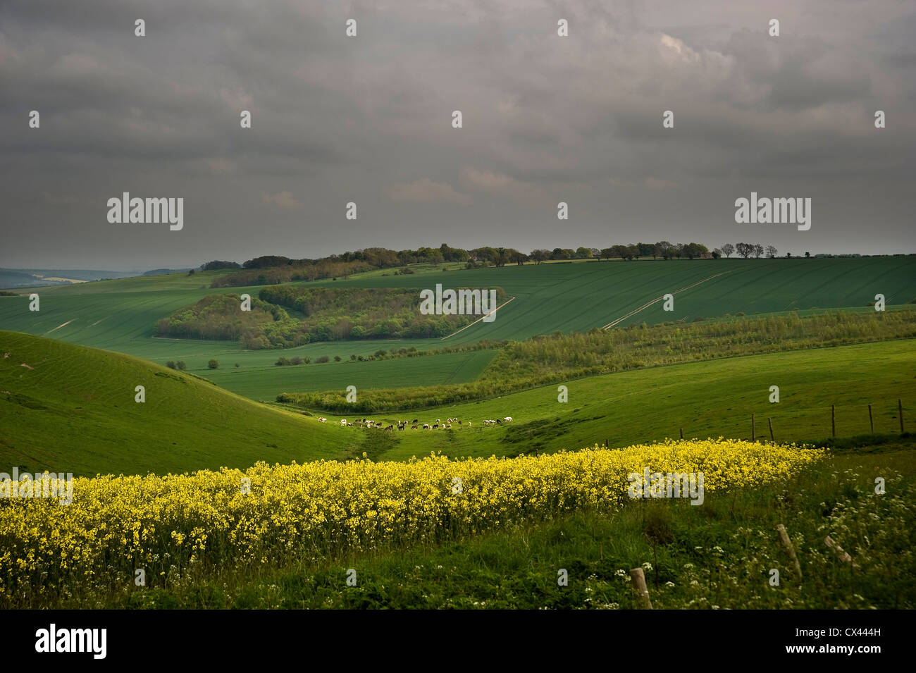 Vista dalla Ridgeway distanza lungo il percorso nei pressi di Liddington Hill, Wiltshire, Regno Unito Foto Stock