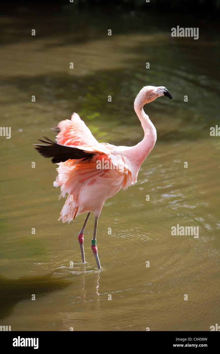Flamingo cileni Foto Stock