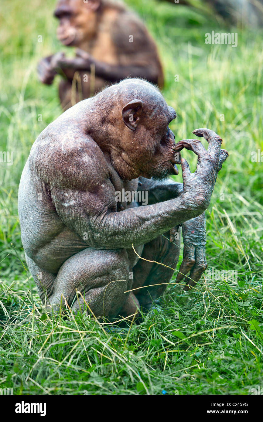 Glabre di uno scimpanzé Foto Stock
