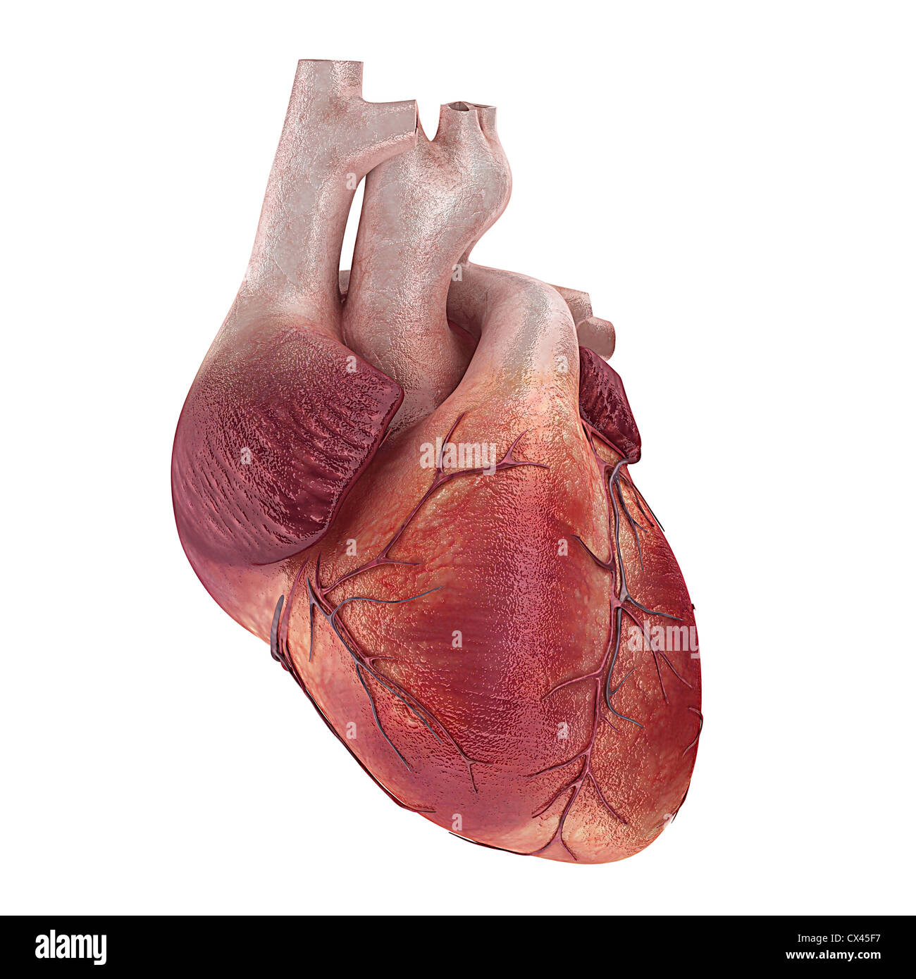 Rendering 3d Illustrazione medica di un cuore umano Foto Stock