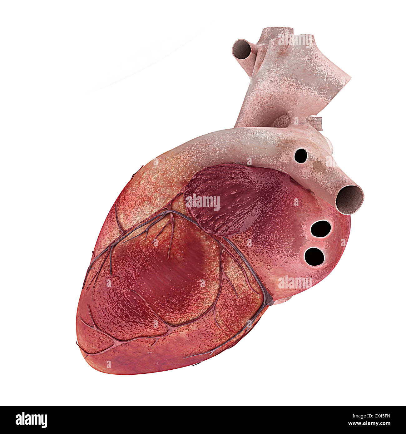 Rendering 3d Illustrazione medica di un cuore umano Foto Stock