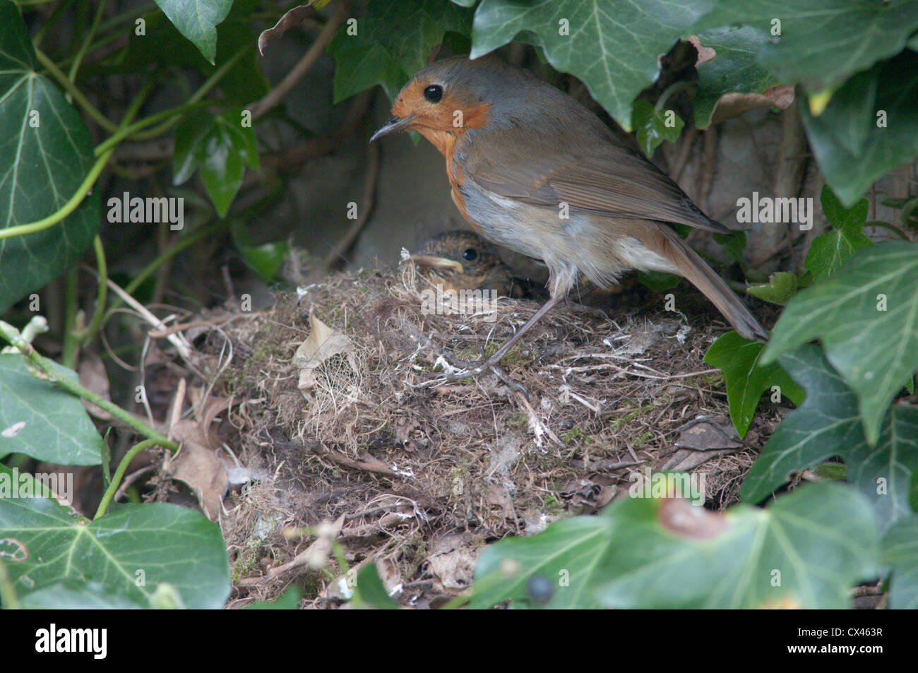 Robin (Erithacus rubecula) a nido con i giovani. Sussex, Regno Unito. Aprile Foto Stock