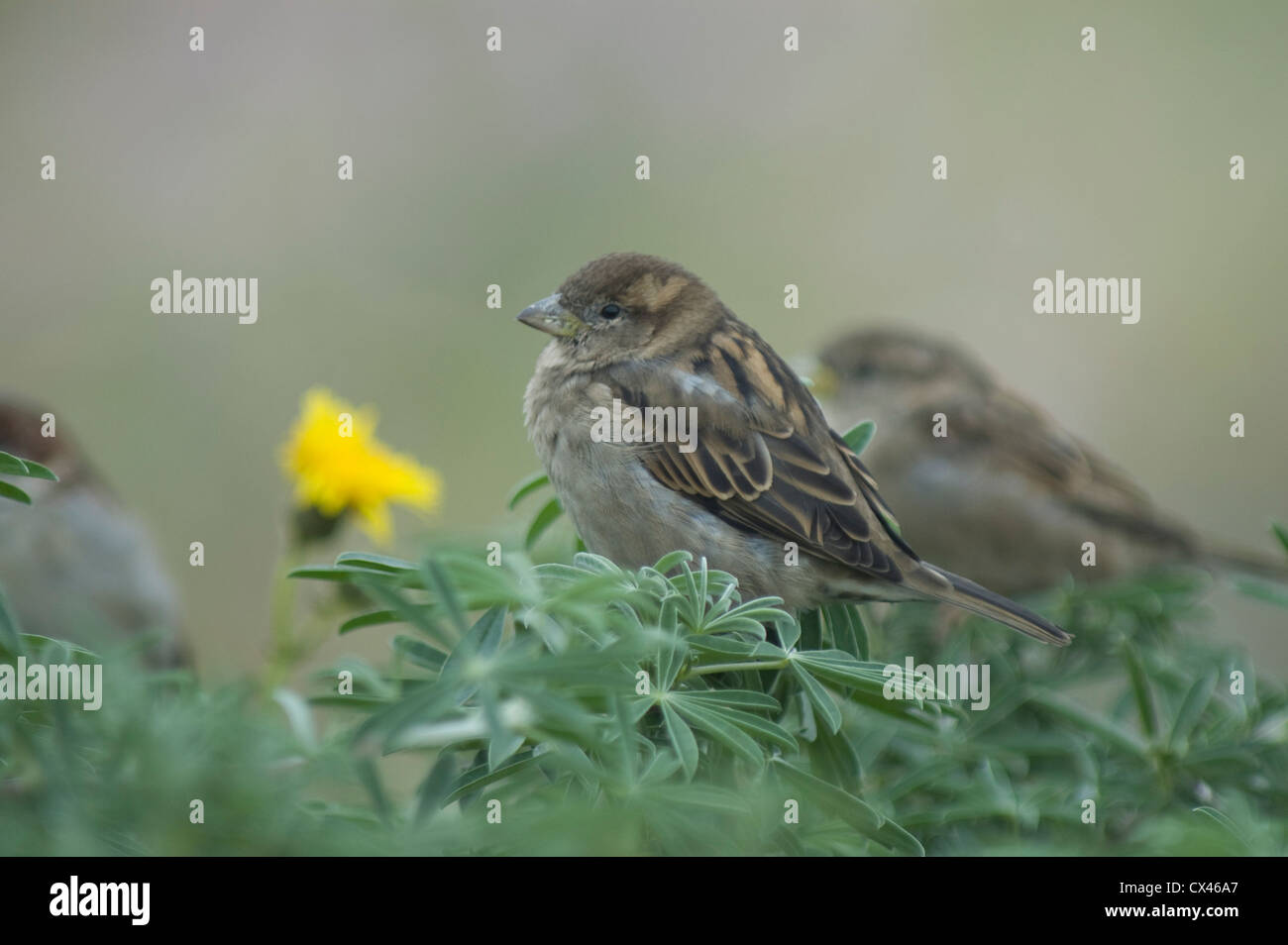 Femmina di casa passero (Passer domesticus) su una boccola Foto Stock