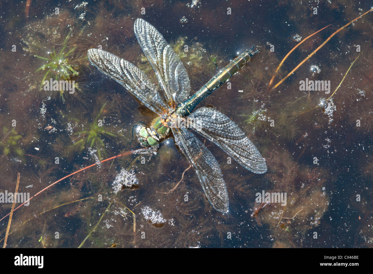 Smeraldo discendente, Cordulia aenea, maschio. Bloccato su acqua superficie di stagno e annegamento. Giugno. Sussex, Regno Unito. Foto Stock