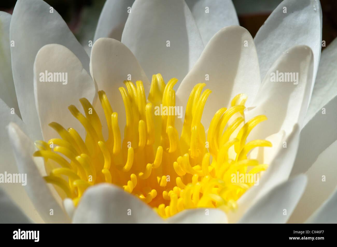 Ninfea Bianca (Nymphaea alba) Giugno. Sussex, Regno Unito Foto Stock