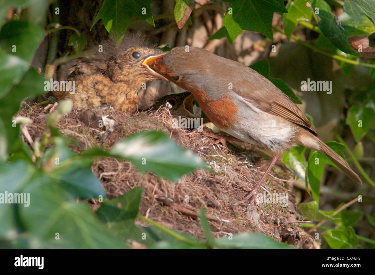 Robin (Erithacus rubecula) Alimentazione bambino il nido. Sussex, Regno Unito. Aprile Foto Stock
