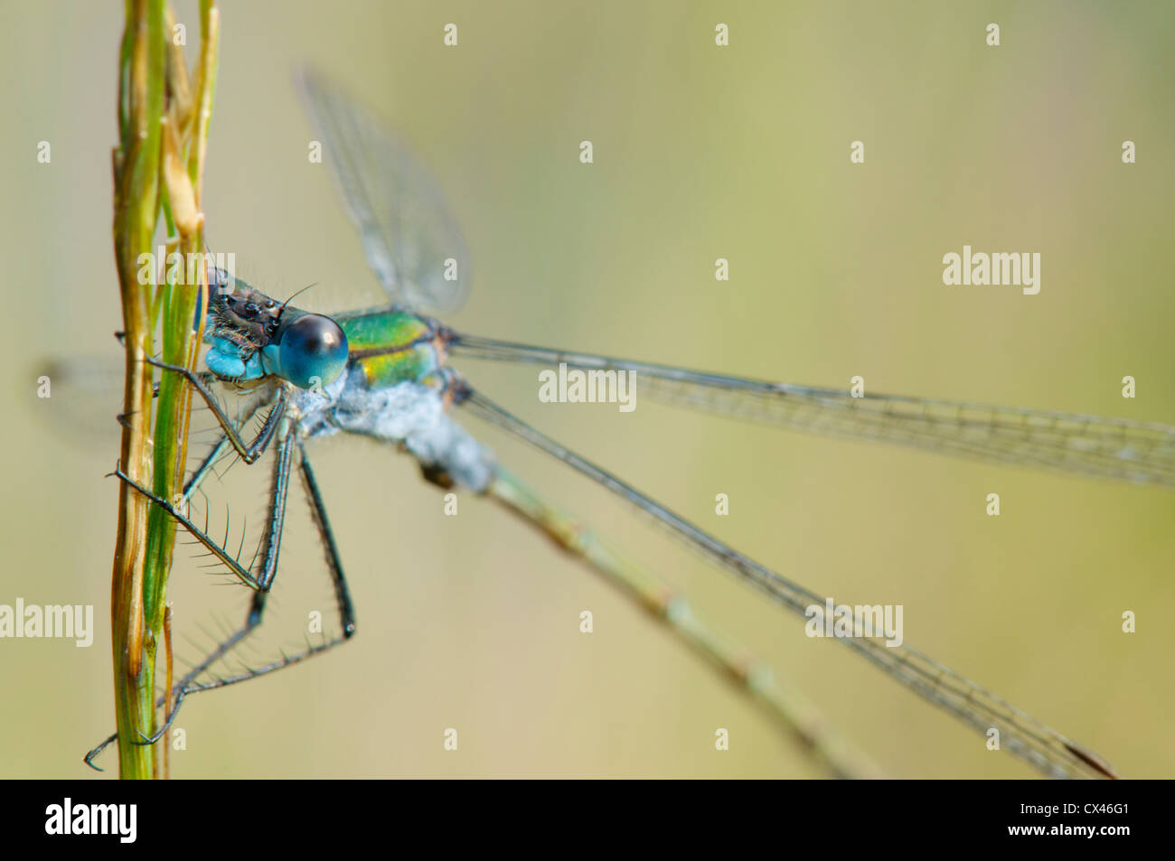 Emerald damselfly su reed Foto Stock