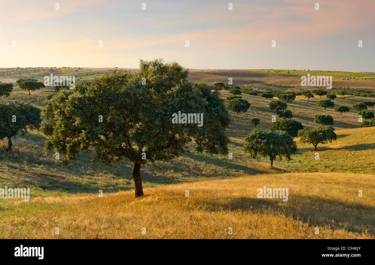 Il Portogallo, l'Alentejo, alberi da sughero nei campi Foto Stock