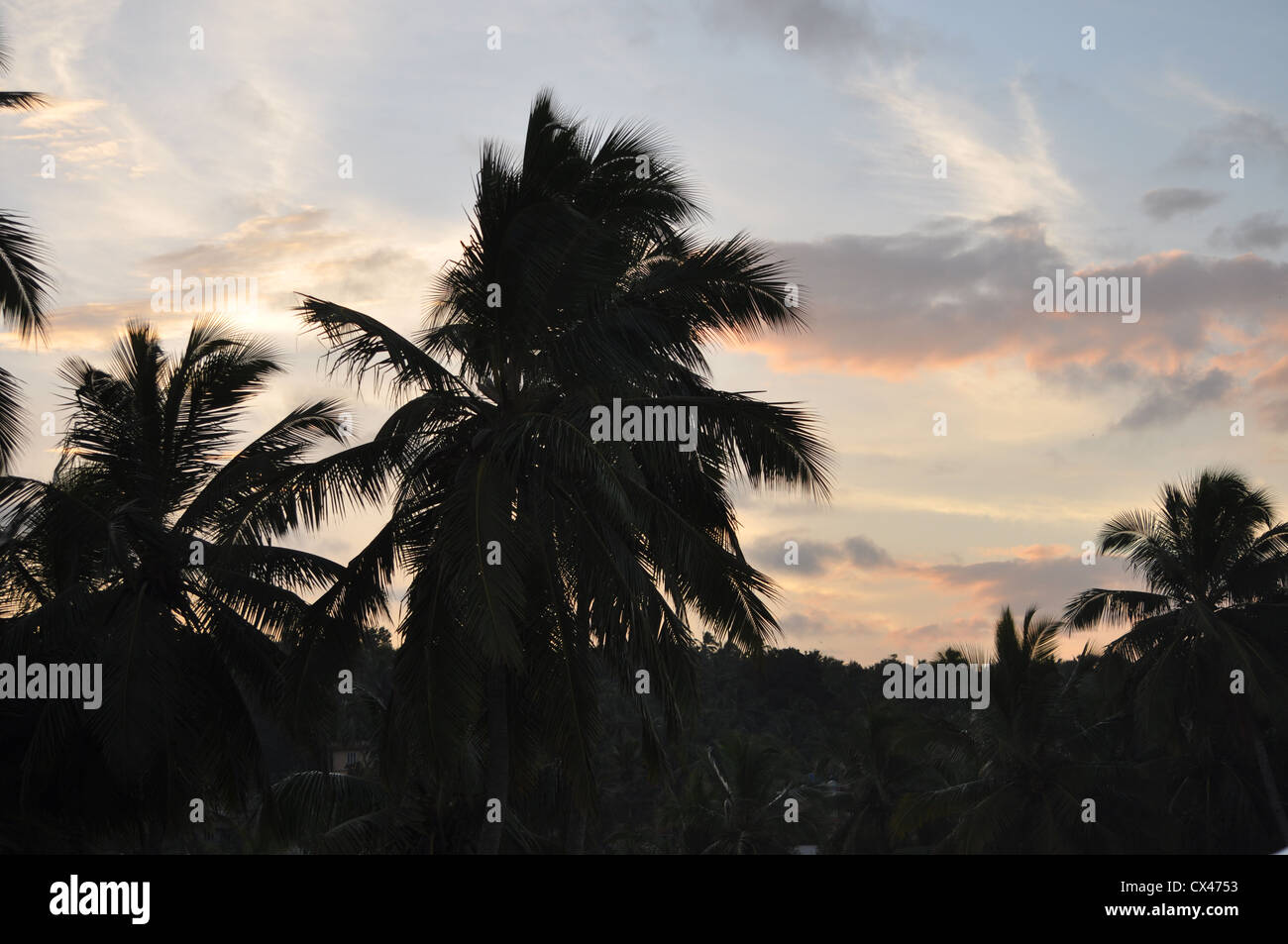 Gli alberi di cocco di sunrise Foto Stock