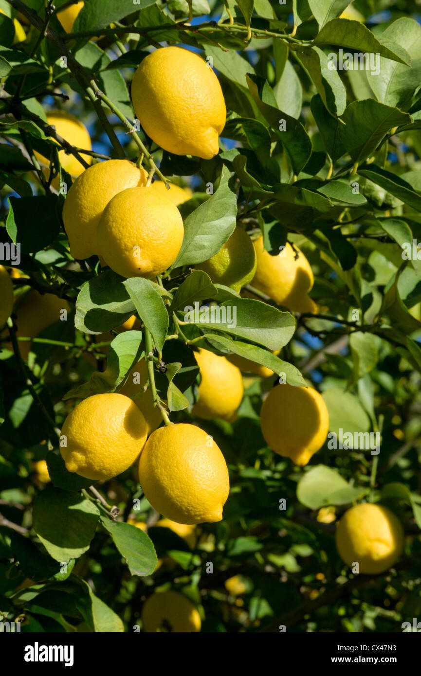 Limoni sull'albero ( in Algarve, Portogallo ) Foto Stock