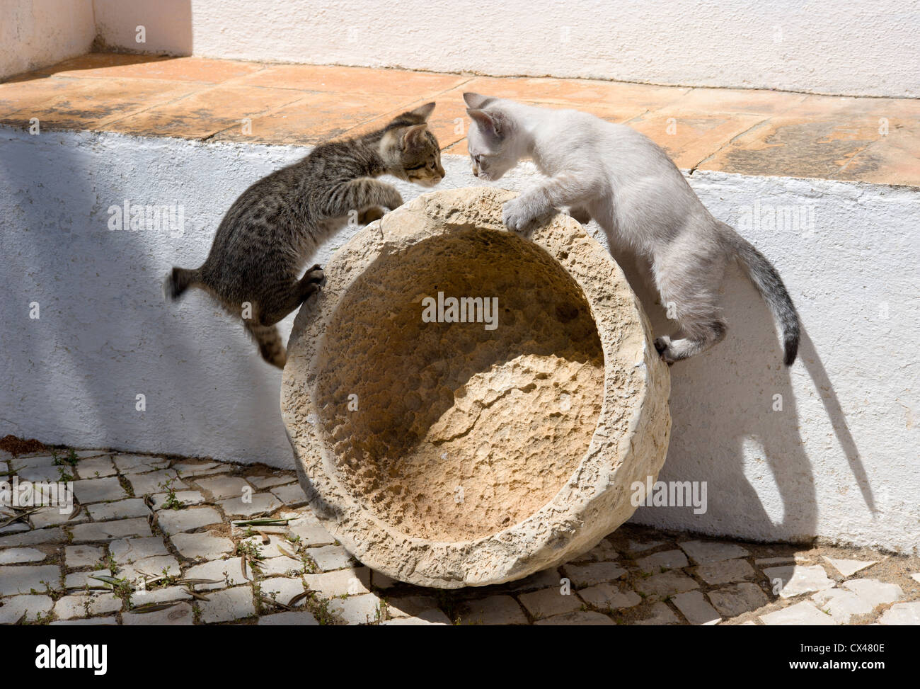 Due gattini giocare all'aperto su una terrazza rurale in Portogallo, Algarve Foto Stock