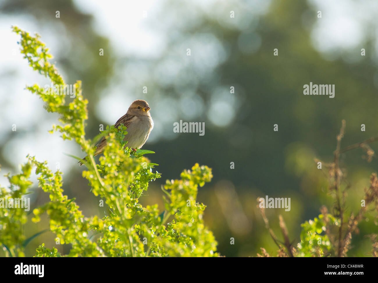 Passero Foto Stock