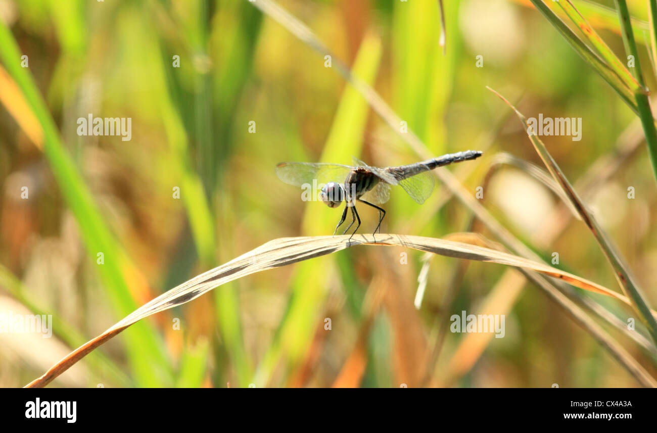 Una libellula appollaiato su un pezzo di erba marrone. Foto Stock