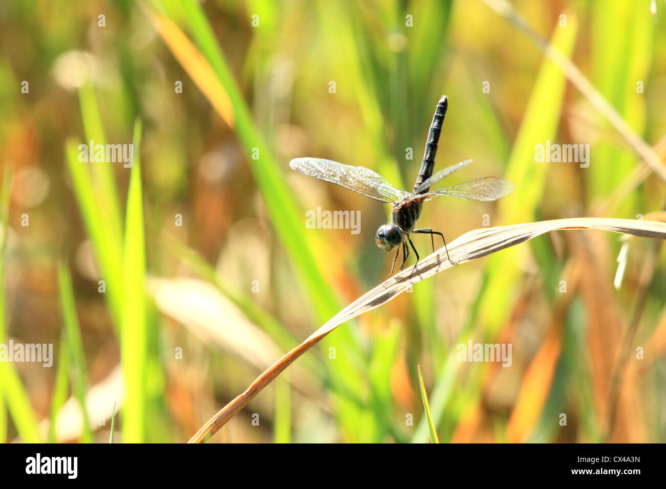 Una libellula sorge arroccato su una lama essiccati di erba. Foto Stock