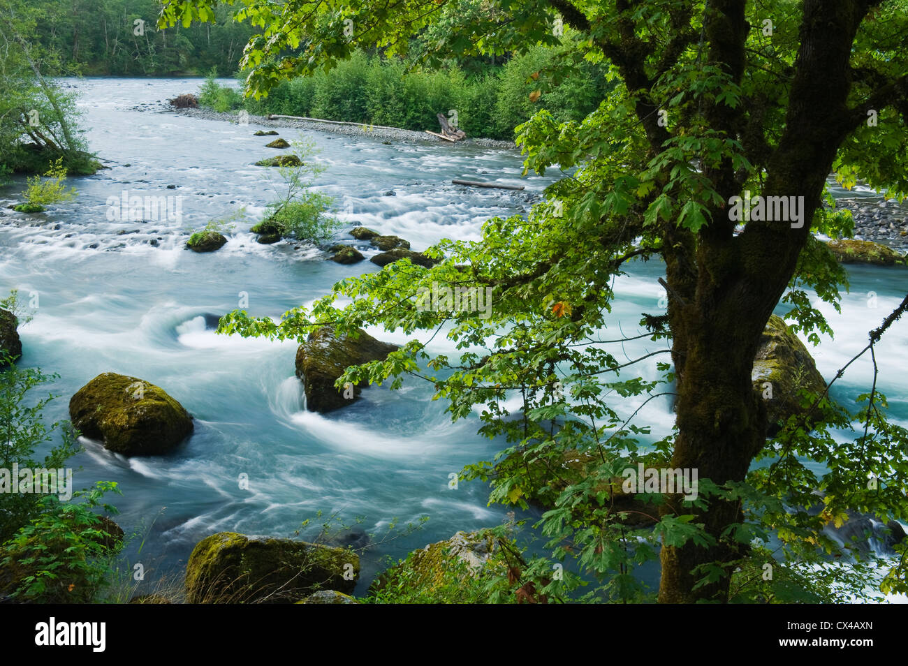 Fiume Elwha, famoso Salmon River essendo ripristinato dopo la rimozione della diga, il Parco Nazionale di Olympic, Washington Foto Stock