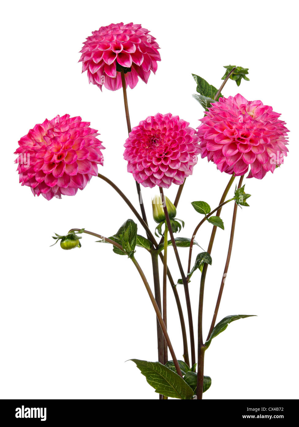 Dahlia. Quattro fiori di colore rosa su sfondo bianco Foto Stock