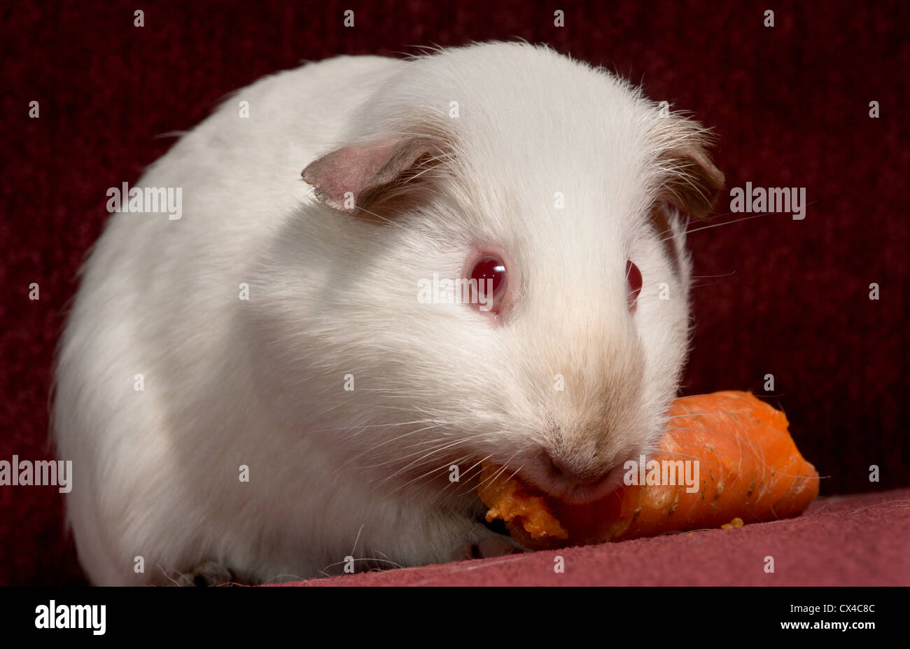 Un simpatico white cavia con occhi rossi munching su un pezzo di carota. Foto Stock