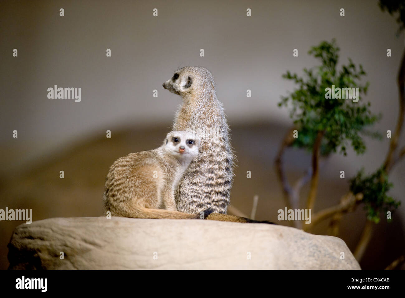 Due meerkats al Brookfield Zoo guardare fuori per il pericolo in direzioni opposte. Foto Stock