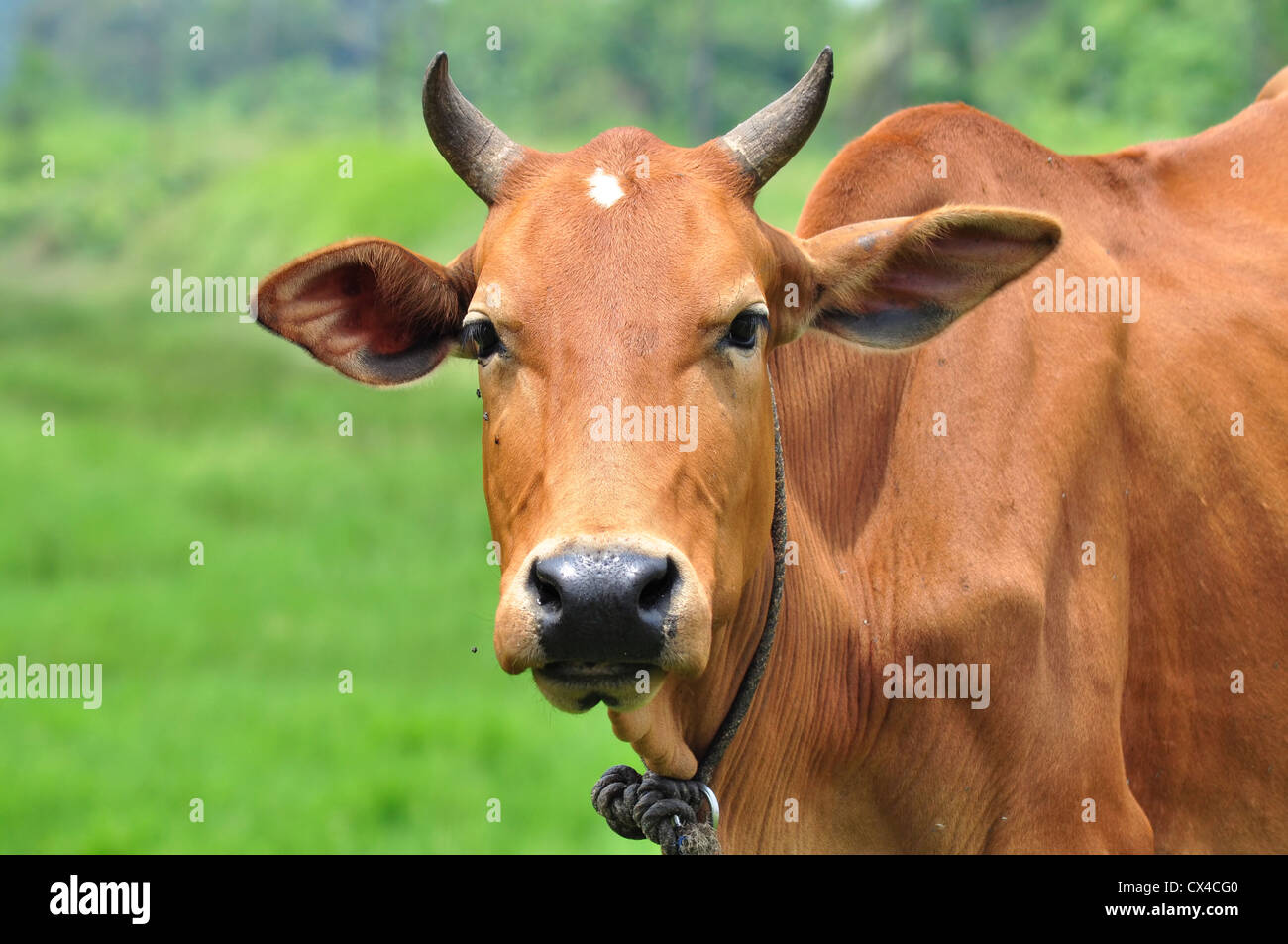 Un ritratto di una mucca marrone Foto Stock