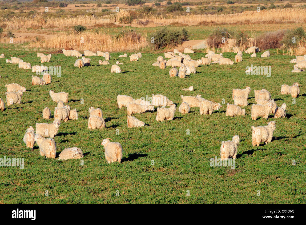 Allevamento di capre angora su lussureggianti e verdi pascoli Foto Stock
