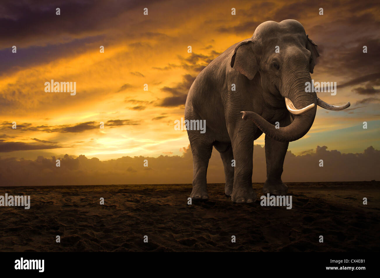 Elephant passeggiate all'aperto sul tramonto Foto Stock