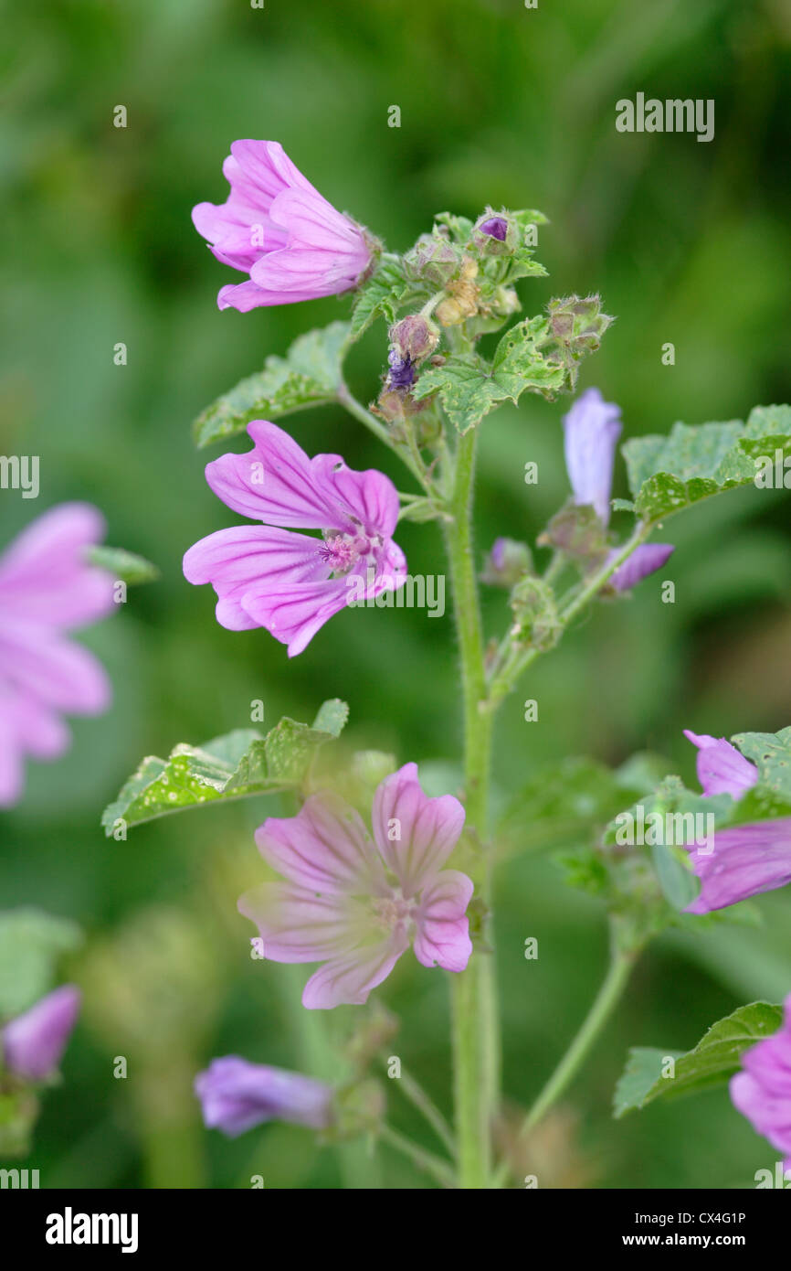 Comune (Malva Malva Sylvestris) in fiore, England, Regno Unito Foto Stock