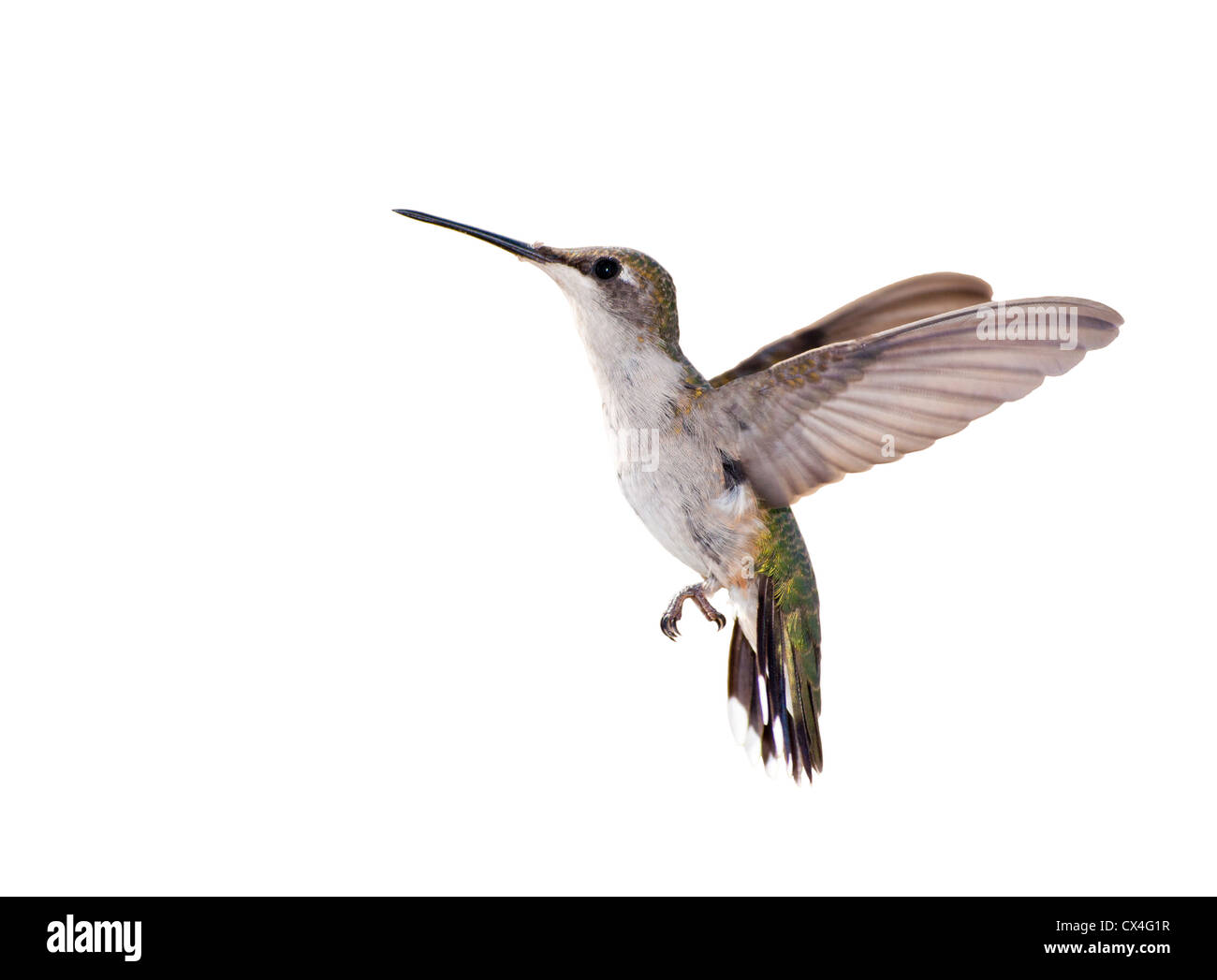 Ruby-throated Hummingbird in volo isolato su bianco Foto Stock