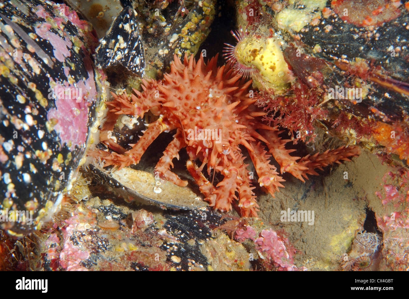 Baby Red King crab (Paralithodes camtschaticus) Giappone Mare, Estremo Oriente, Primorsky Krai, Federazione russa Foto Stock