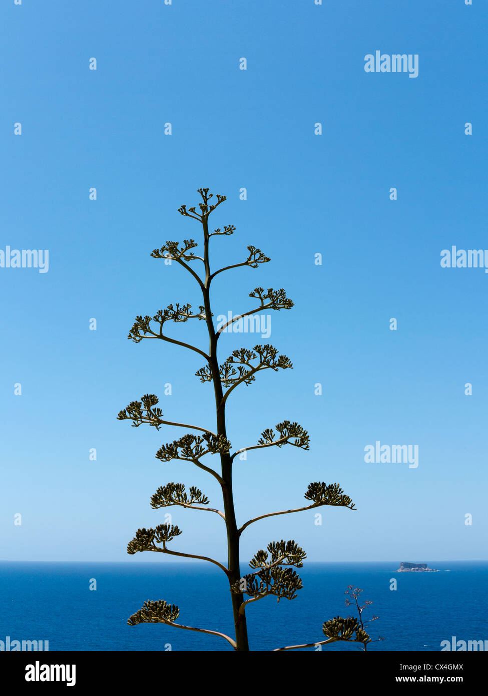 Agave tree quasi in silhouette contro un cielo azzurro e orizzonte oceano Foto Stock