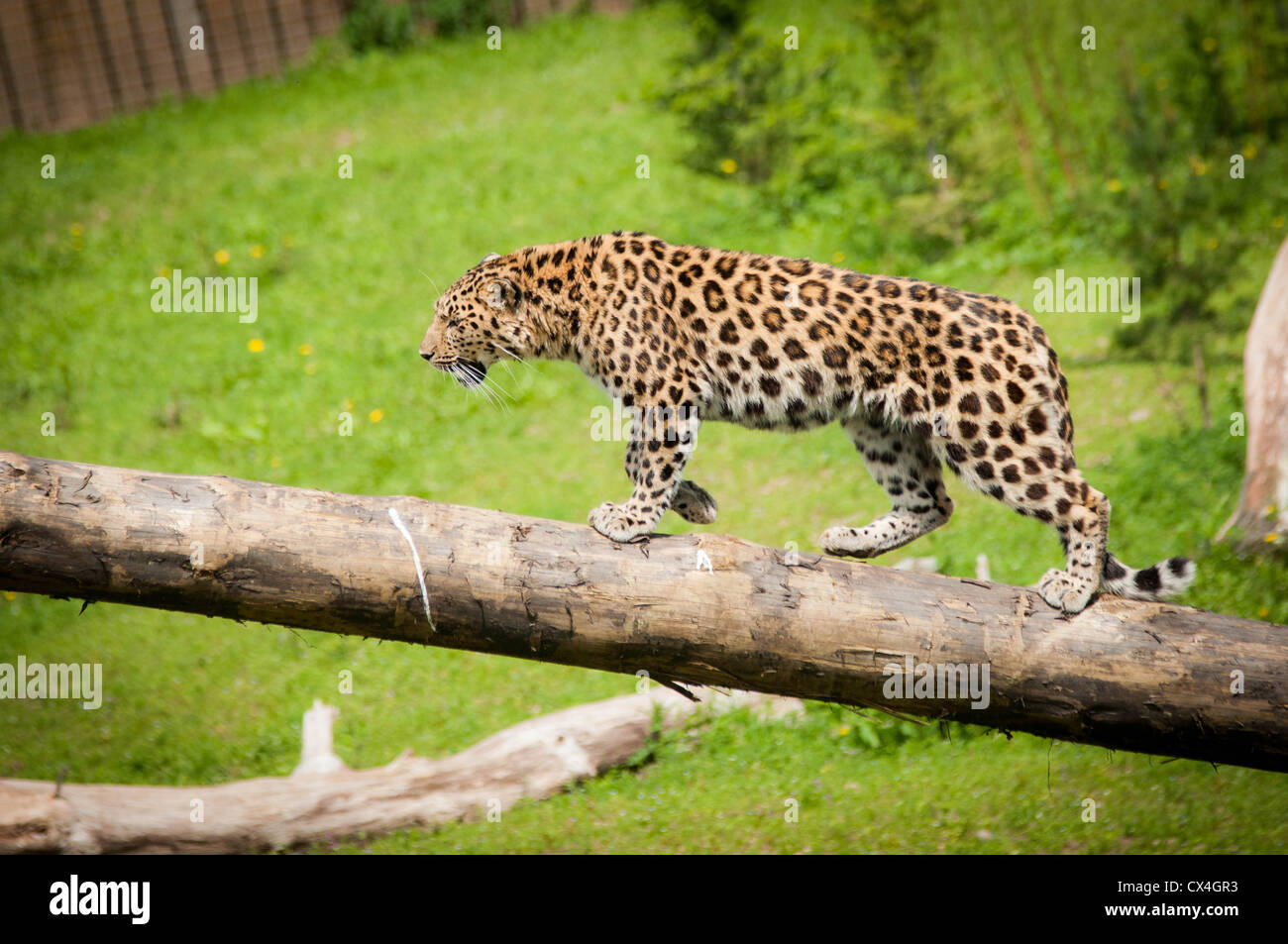 Una foto di un leopardo di amur a piedi lungo un tronco di albero con un erba verde sullo sfondo Foto Stock