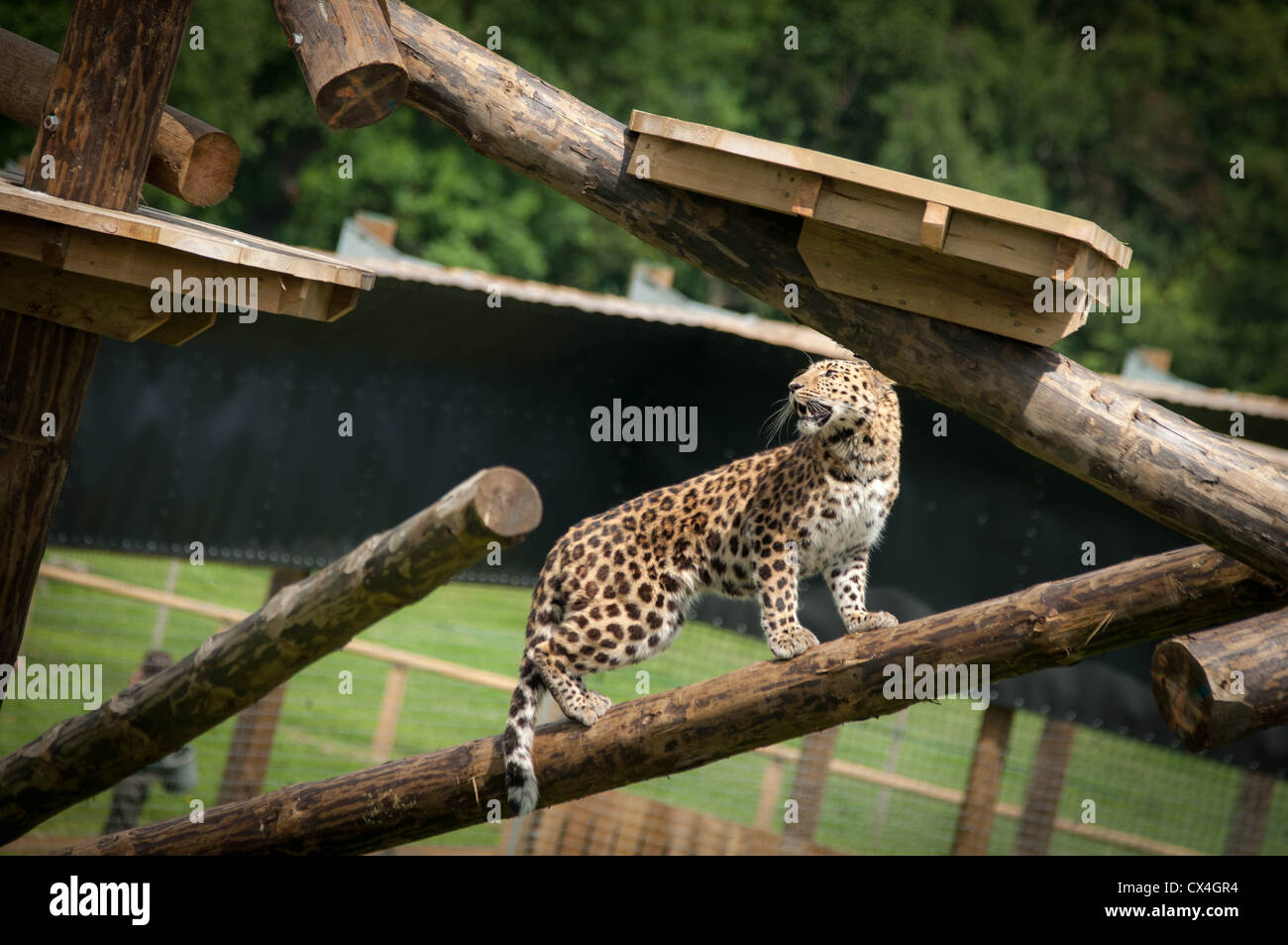 Un leopardo di Amur sorgeva su un registro entro un involucro di zoo Foto Stock