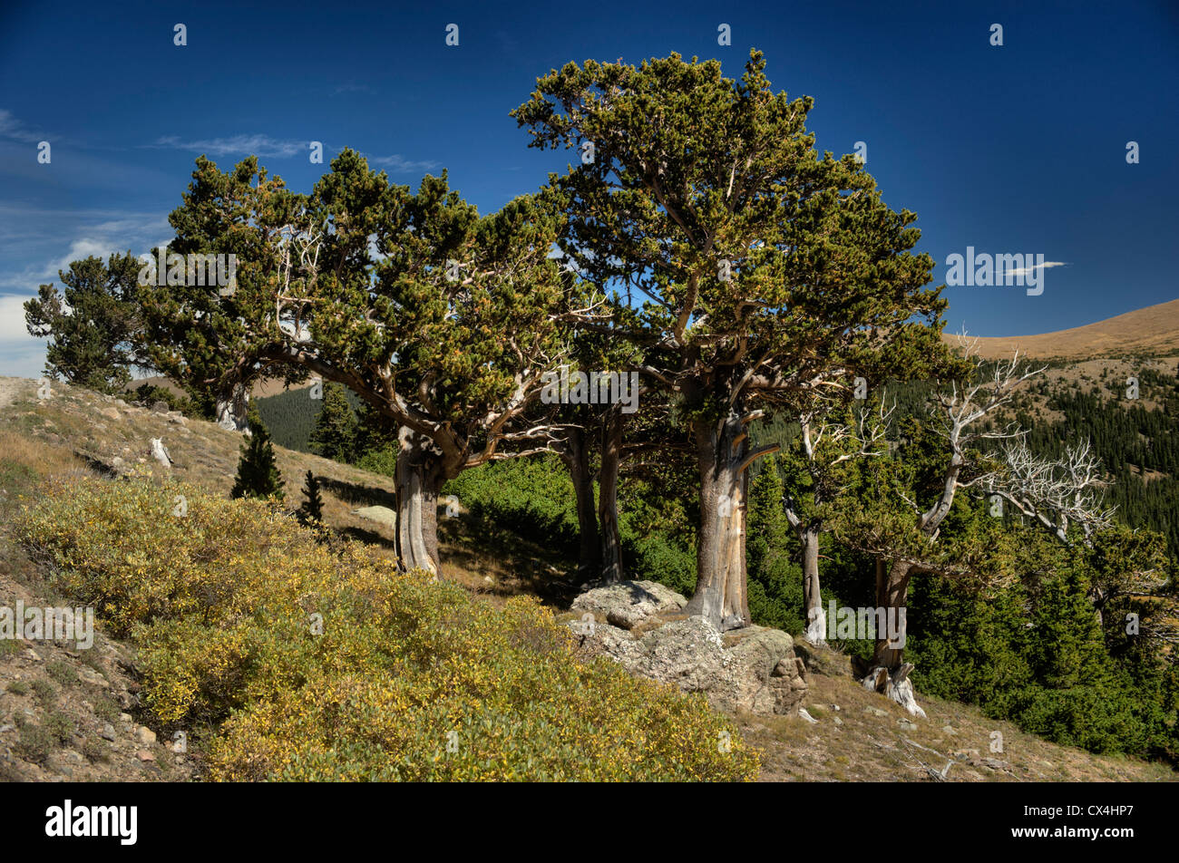 Nodose pini, eventualmente bristlecone pines, a timberline (11.750 piedi) vicino alla storica miniera Waldorf vicino a Georgetown, Colorado Foto Stock