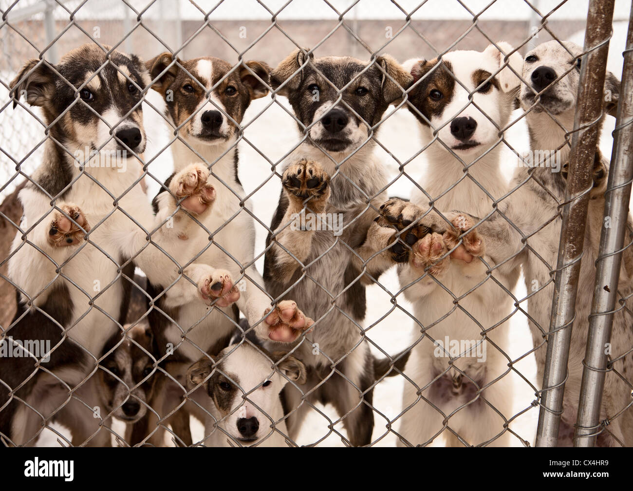 Sled Dog cuccioli Foto Stock