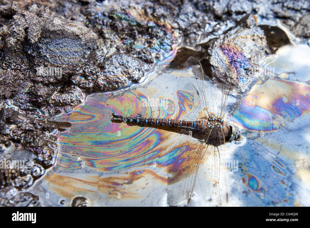 Una libellula bloccato in sabbia catramosa. Il tar sands sono il più grande progetto industriale del pianeta, Foto Stock