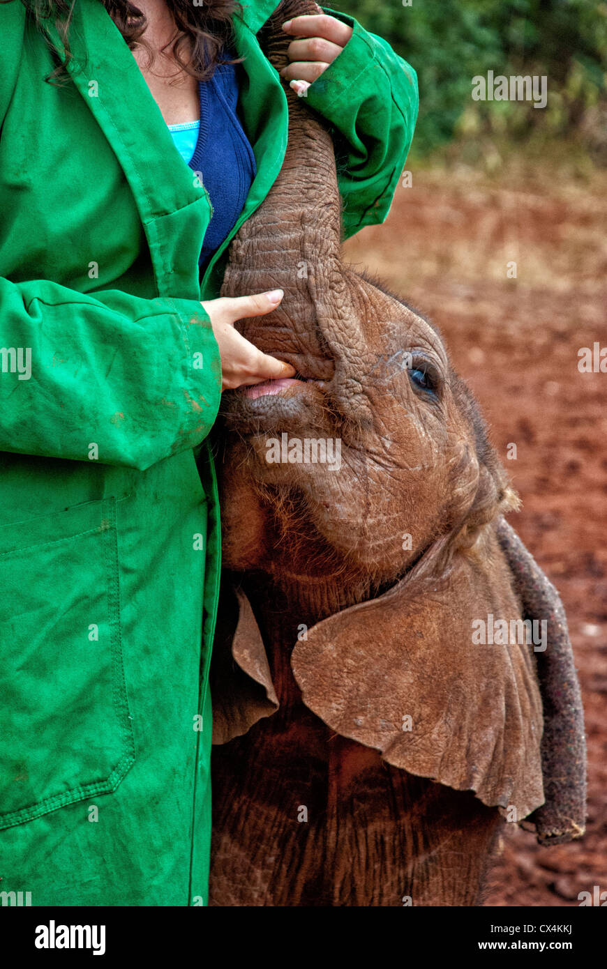 Elefante africano di vitello, Loxodonta africana, aspirando la mano di una guida, Sheldrick l'Orfanotrofio degli Elefanti, Nairobi, Kenya, Africa Foto Stock