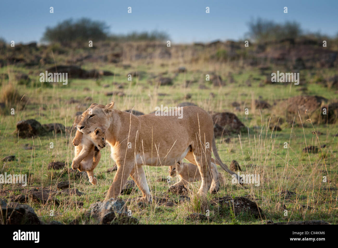 Leonessa, Panthera Leo, portante un cub nella sua bocca, il Masai Mara riserva nazionale, Kenya, Africa Foto Stock