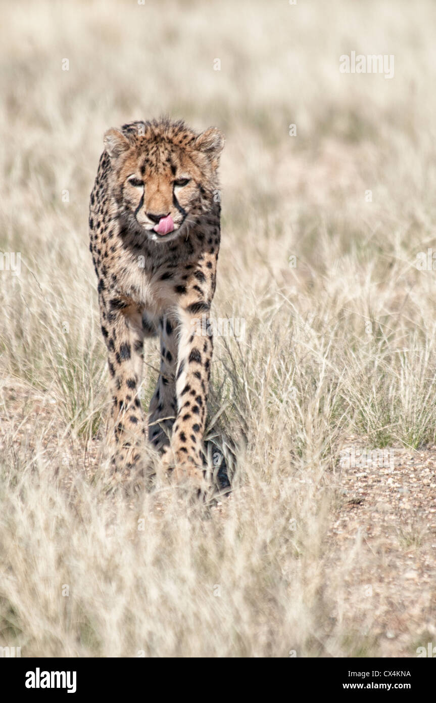 Cheetah Cub Acinonyx jubatus, camminando verso la telecamera, leccare le labbra, Namibia, Africa Foto Stock