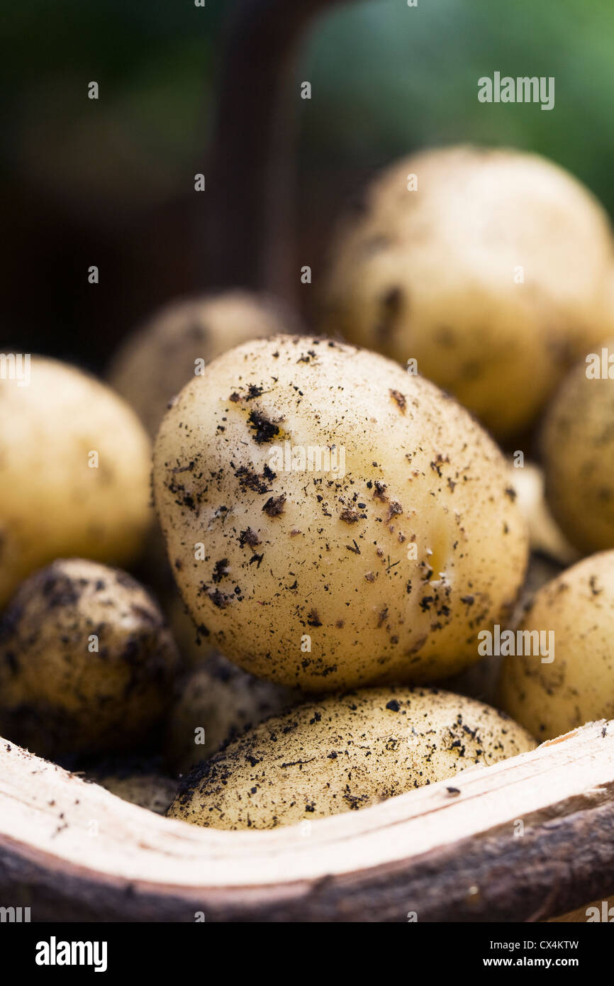 Solanum tuberosum varietà " Charlotte'. Trug appena scavato 'Charlotte' di patate. Foto Stock