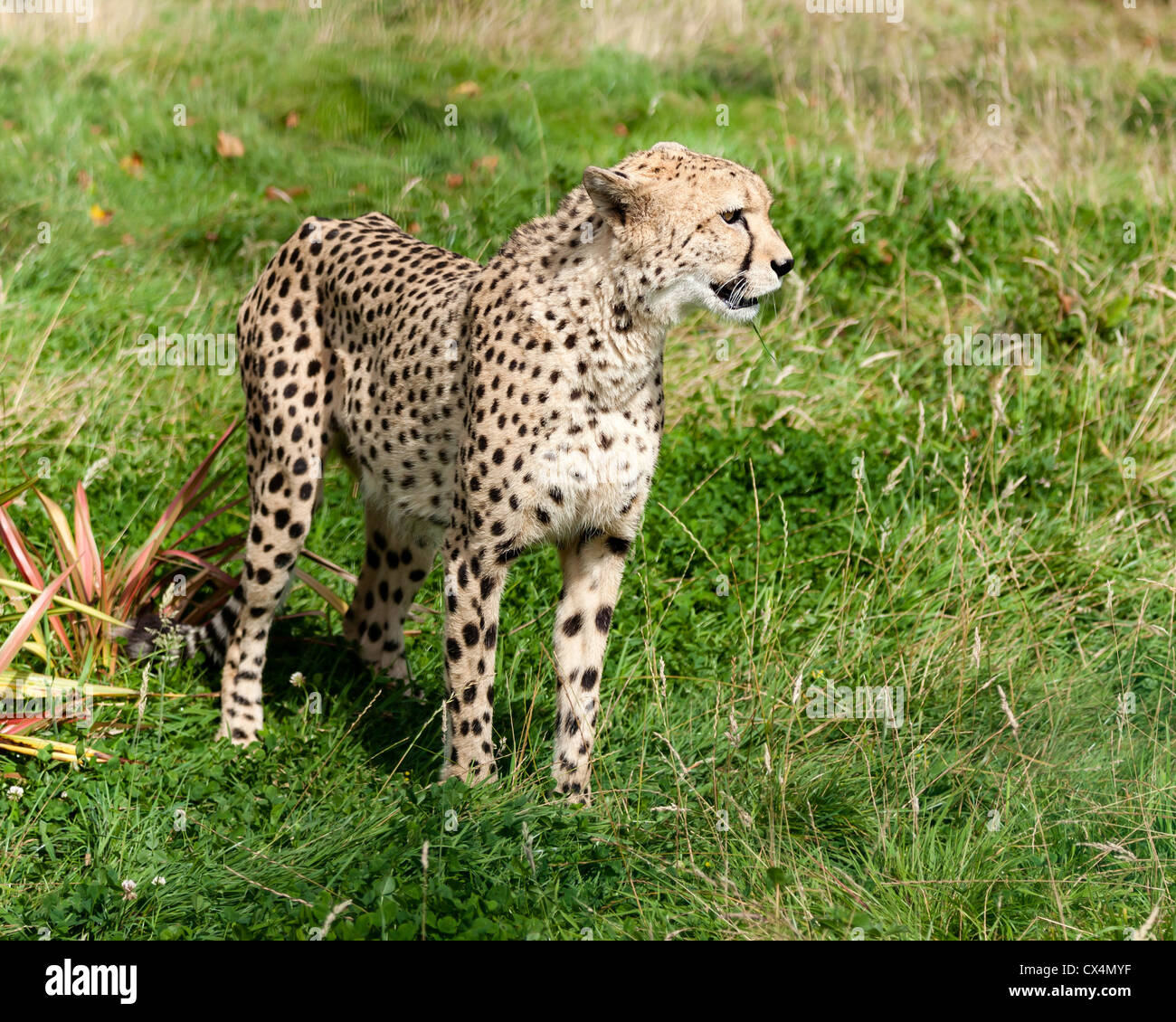 Vista laterale di ghepardo in erba lunga Acinonyx jubatus Foto Stock