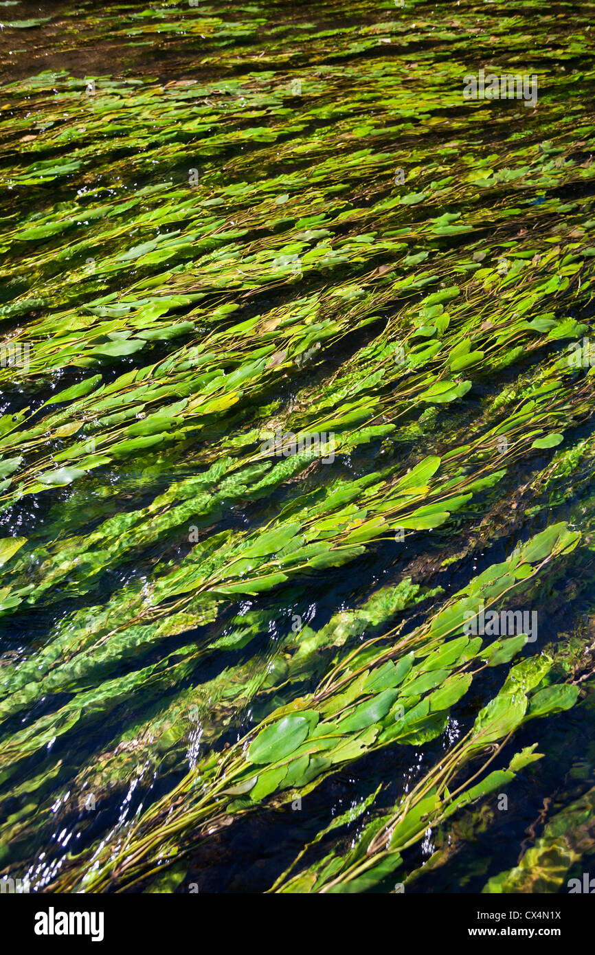 Longleaf lenticchia d'acqua (Potamogeton nodosus) galleggiante nel fiume Allier corrente (Allier - Auvergne - Francia). Potamots noueux. Foto Stock