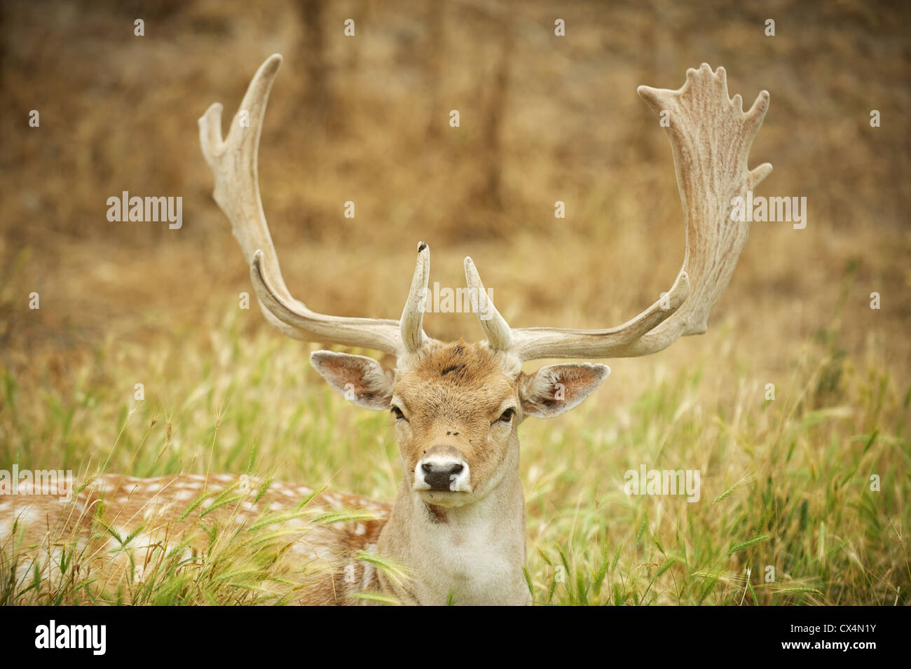Il cervo maschio con corna. Giochi Olimpici Farm. Sequiem, Penisola Olimpica, nello Stato di Washington, USA Foto Stock