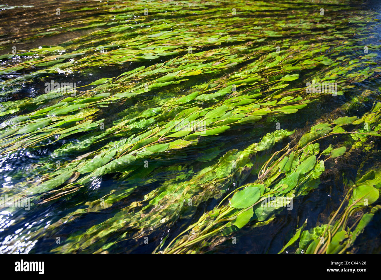 Longleaf lenticchia d'acqua (Potamogeton nodosus) galleggiante nel fiume Allier corrente (Allier - Auvergne - Francia). Potamots noueux. Foto Stock