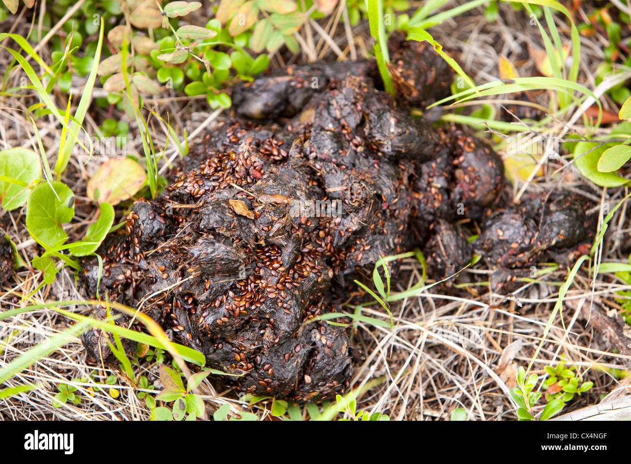 Black Bear scat che è stato alimentazione su bacche di alimentazione per ibernazione invernale, Alberta, Canada. Foto Stock