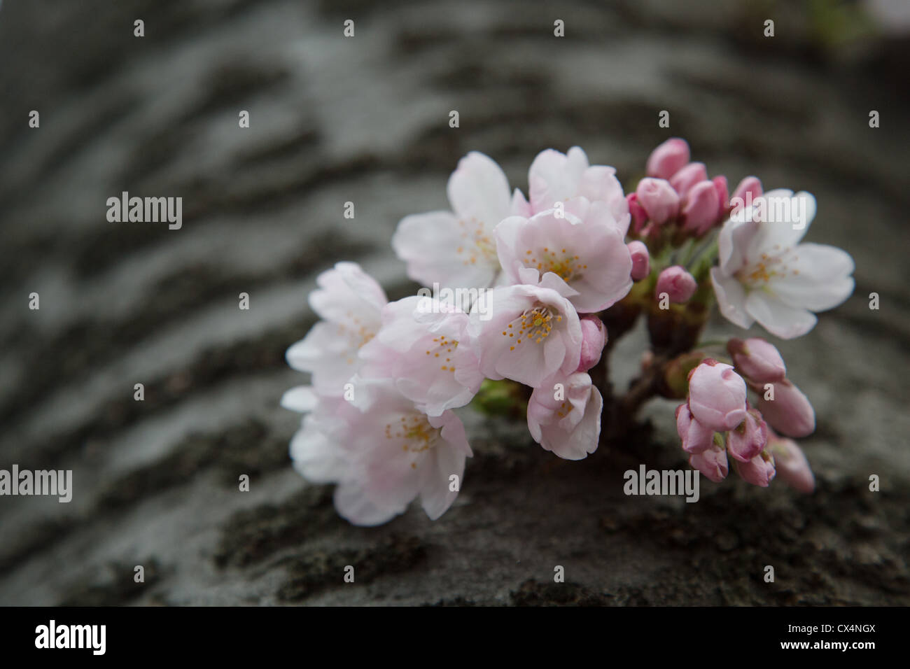 Fiore di Ciliegio gemme la molla dal lato di un albero durante la Jinhae Cherry Blossom Festival in Corea del Sud Foto Stock